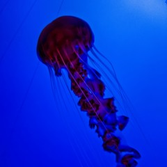 Febrifuge - Minnow's New Techno, Spring 2020