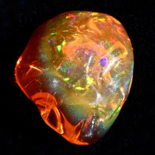 Fire Opal Disco Biscuits