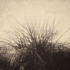 Solitary Reign - Amenra