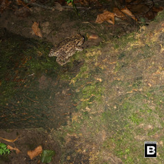 Wasted (cover of @thadobi){PROD. BRXNCHES X EF}*DEMO*