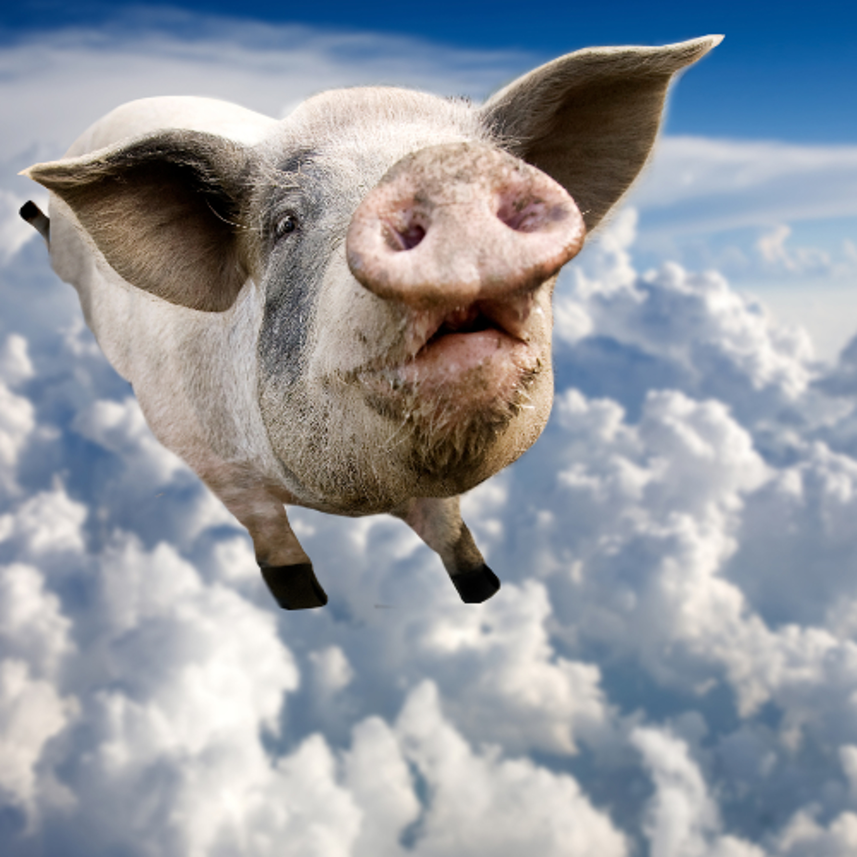 When Pigs Can Fly episode artwork