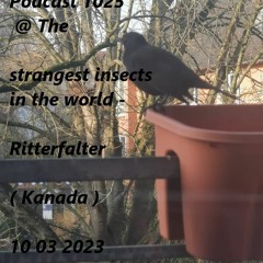 Podcast 1025 @ The Strangest Insects In The World - Ritterfalter ( Kanada ) 10 03 2023