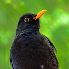 Blackbird alarm calls - 14 June 20 - 9.27pm