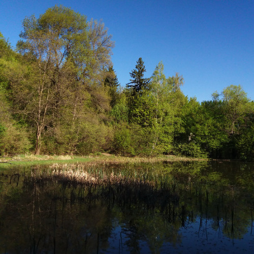 Echolocation sounds of some native species of bats, 240412-018-013, Boyana lake, Vitosha, Bulgaria