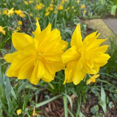 Daffodils  - voice, cello and tabla.