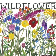 DAN DA LION - WILDFLOWER