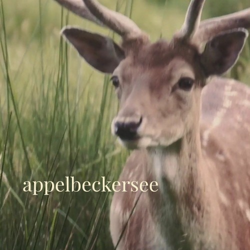 appelbeckersee