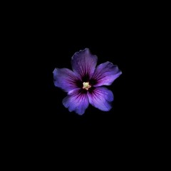 papa lui fait mal ( prod. 8enma )