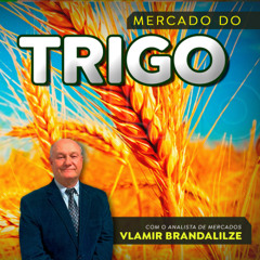 Produção de trigo pode se igualar à de 2024? Área cultivada será melhor