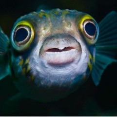 fishtank - work in progress