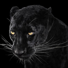 Panther