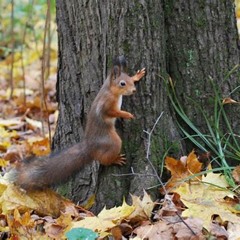 Squirrel Song (from Scenes of St. Francis)