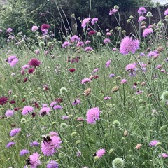Alto 1 - Wildflowers