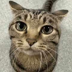 i wanna be yours. -TIKTOK AUDIO <З