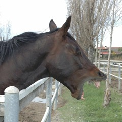 Cover Goodbye Horses 150