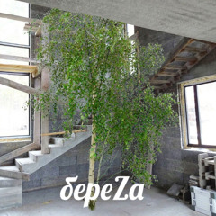 береZа