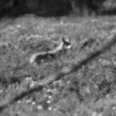 Pack of wolves responding to fire alarm