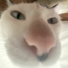 YNW Melly - Dangerously In Love (772 love pt2)      sped up