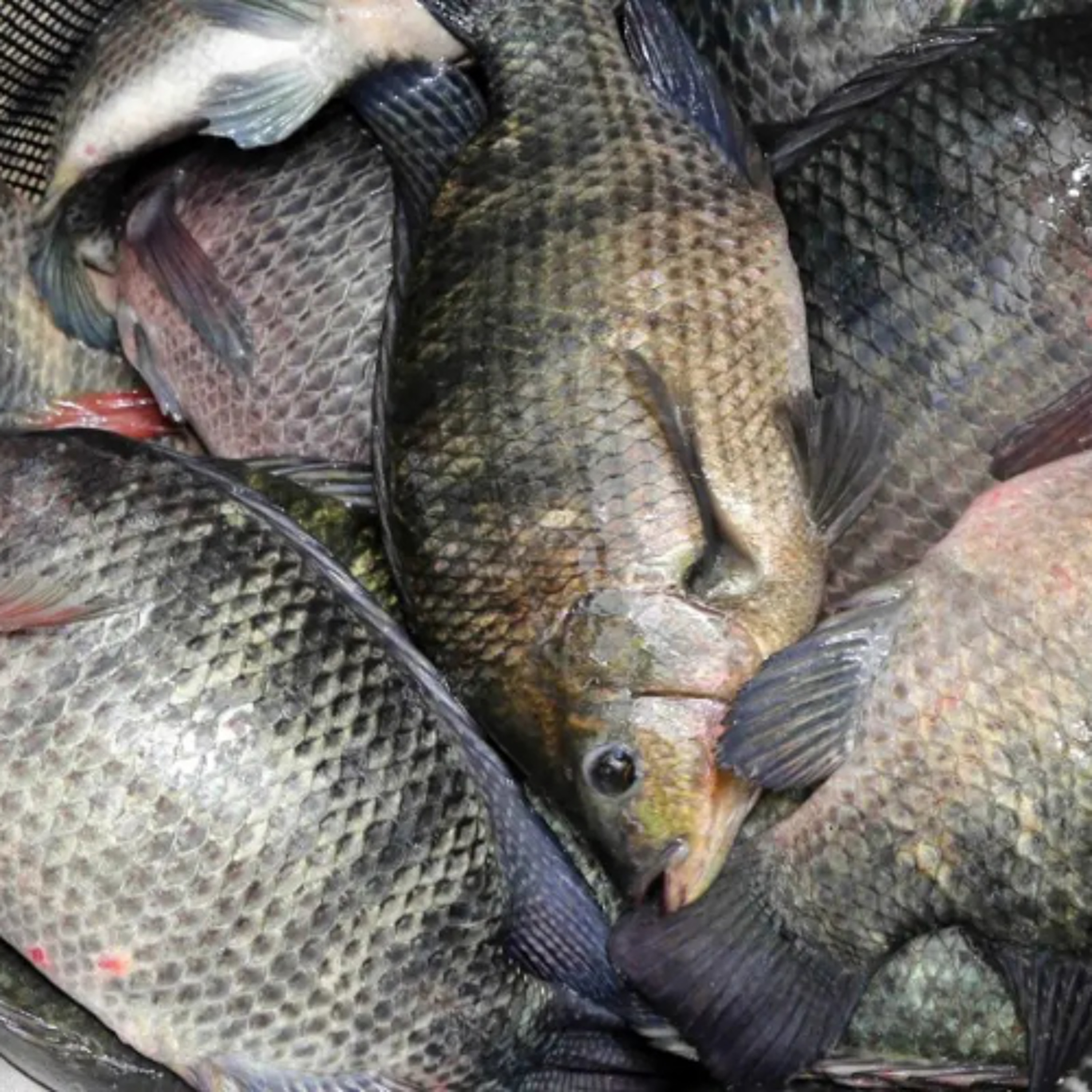 Rádio Cruz de Malta FM 89,9