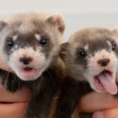 pop out like a ferret