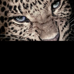 NEVERSHOWEDUP p/prod.kaon