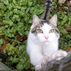 Bad Boiz 4 Lyfe [bootleg]