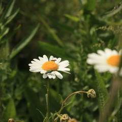 The Magnetic Fields_ Andrew in Drag live session-[AudioTrimmer.com]