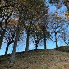 My Singing Bird (Live at the Stoller Hall)