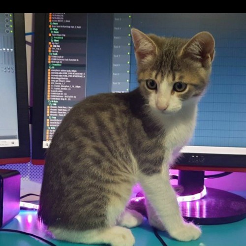 ROBBY WOW -Meow (Official Audio)