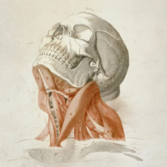 Anatomy Park