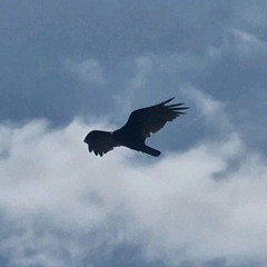 Watch Me Fly (Freestyle)