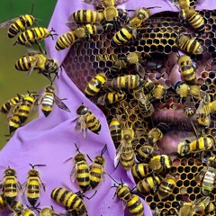 Пасечник // Hiver Beekeper