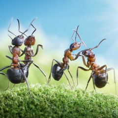Ants On Their Way To Communal Dancing