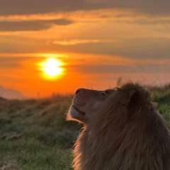 L I O N ( prod y8s )