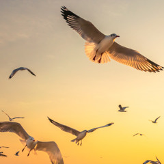 Bird Song