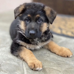 Жожо JojoHF  Первый раз Phonk remix_320kbps TIK TOK