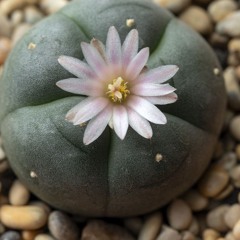 MESCALINE