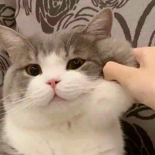 Tâm Thư - Emyeumautim Ft Hiệp Bếch