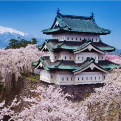 Cherry Blossom