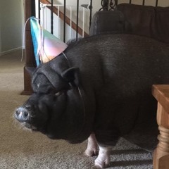 The Best Pig