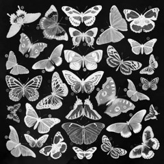 Butterfly Collection