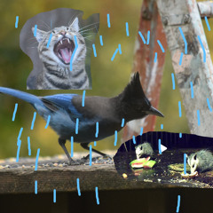 rain rain you can stay all day