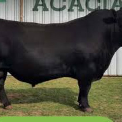 Octavio Martigani 031225