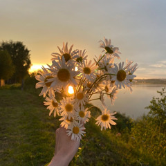 DAISY