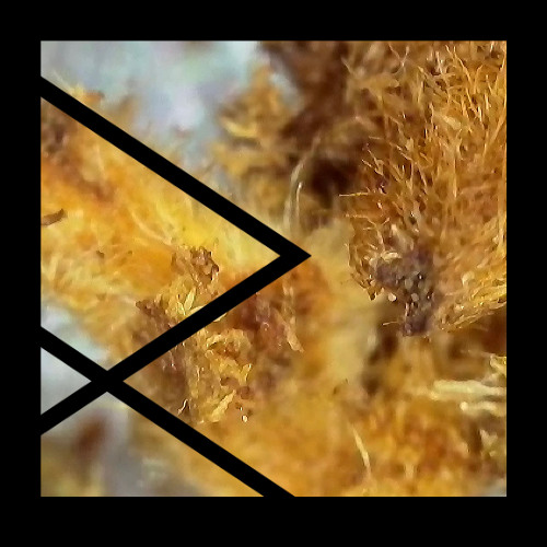 PREMIERE: Remcord - Mr Green LFO (Original Mix) [REBA]