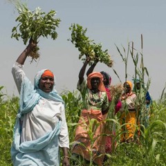 الزول نزل سلاحك. تراث غرب السودان cover