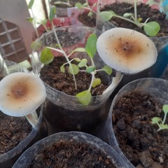 KABUTE TO - GOLDEN TEACHER