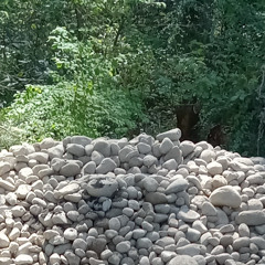 strummingedward (violin) on a pile of rocks in the forest
