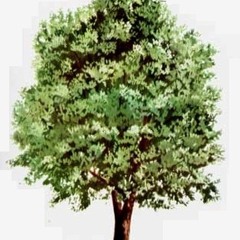 Post Crucifixion ( tributo spinetta )