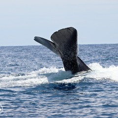 Sperm Whale - Drake Bay, Costa Rica - Osa Peninsula